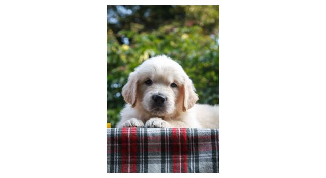 Щенки папийона (папильона) в питомнике Бон Плезир Щенки папийона (папильона) в питомнике Бон Плезир