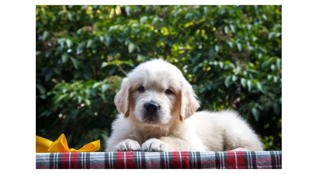 Щенки папийона (папильона) в питомнике Бон Плезир Щенки папийона (папильона) в питомнике Бон Плезир