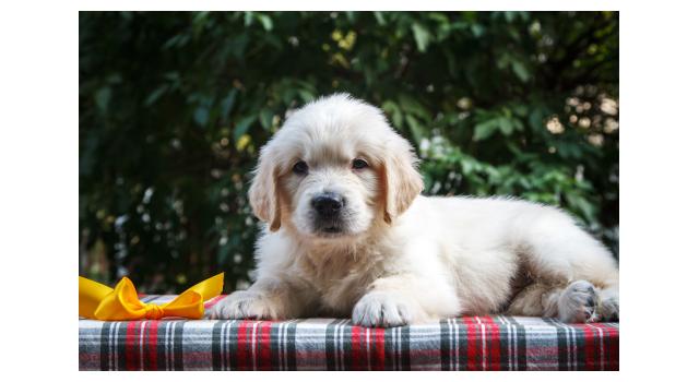 Щенки папийона (папильона) в питомнике Бон Плезир Щенки папийона (папильона) в питомнике Бон Плезир