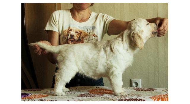 Щенки папийона (папильона) в питомнике Бон Плезир Щенки папийона (папильона) в питомнике Бон Плезир