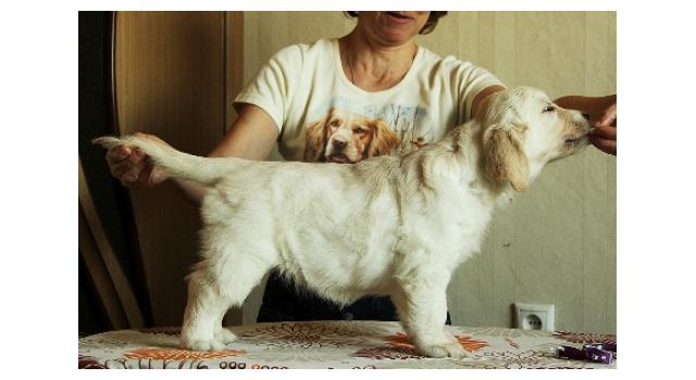 Щенки папийона (папильона) в питомнике Бон Плезир Щенки папийона (папильона) в питомнике Бон Плезир