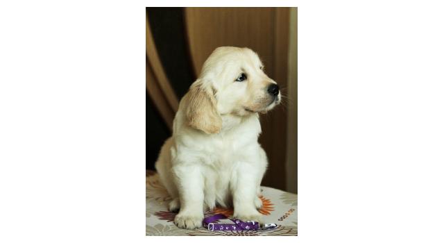 Щенки папийона (папильона) в питомнике Бон Плезир Щенки папийона (папильона) в питомнике Бон Плезир