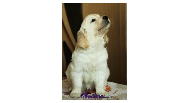 Щенки папийона (папильона) в питомнике Бон Плезир Щенки папийона (папильона) в питомнике Бон Плезир