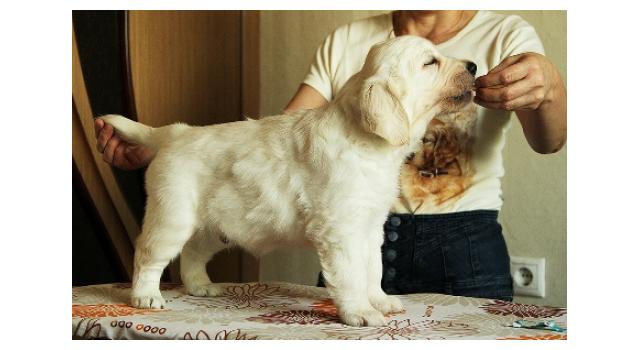 Щенки папийона (папильона) в питомнике Бон Плезир Щенки папийона (папильона) в питомнике Бон Плезир