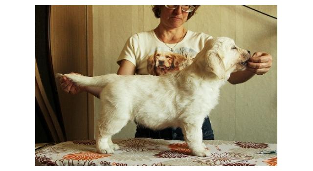 Щенки папийона (папильона) в питомнике Бон Плезир Щенки папийона (папильона) в питомнике Бон Плезир
