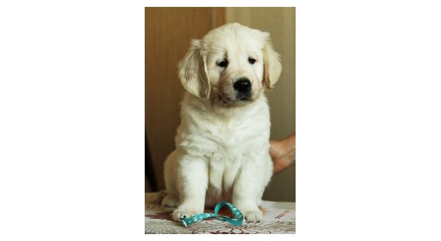 Щенки папийона (папильона) в питомнике Бон Плезир Щенки папийона (папильона) в питомнике Бон Плезир