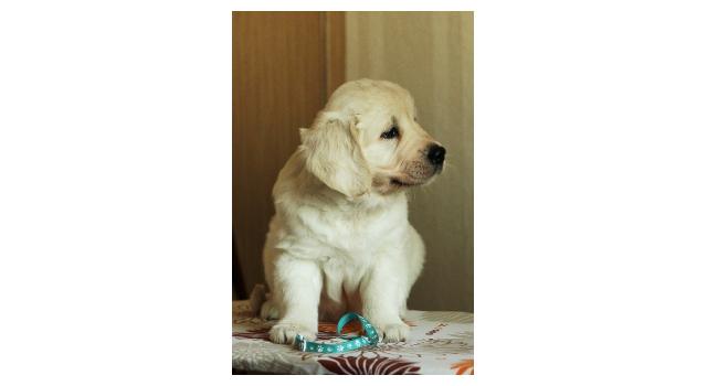 Щенки папийона (папильона) в питомнике Бон Плезир Щенки папийона (папильона) в питомнике Бон Плезир