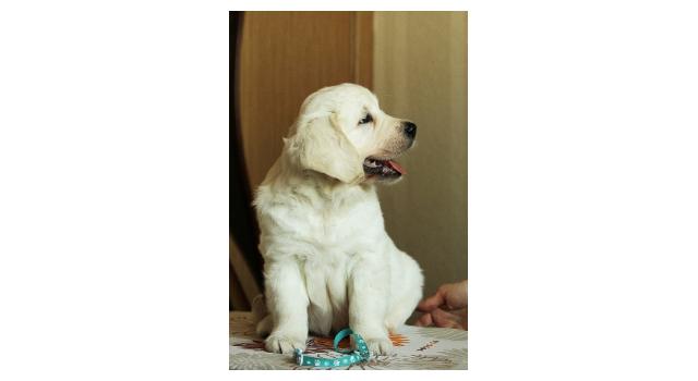 Щенки папийона (папильона) в питомнике Бон Плезир Щенки папийона (папильона) в питомнике Бон Плезир