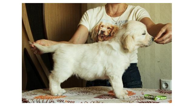 Щенки папийона (папильона) в питомнике Бон Плезир Щенки папийона (папильона) в питомнике Бон Плезир