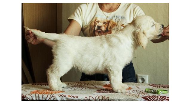 Щенки папийона (папильона) в питомнике Бон Плезир Щенки папийона (папильона) в питомнике Бон Плезир