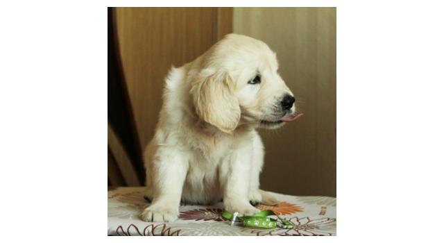 Щенки папийона (папильона) в питомнике Бон Плезир Щенки папийона (папильона) в питомнике Бон Плезир