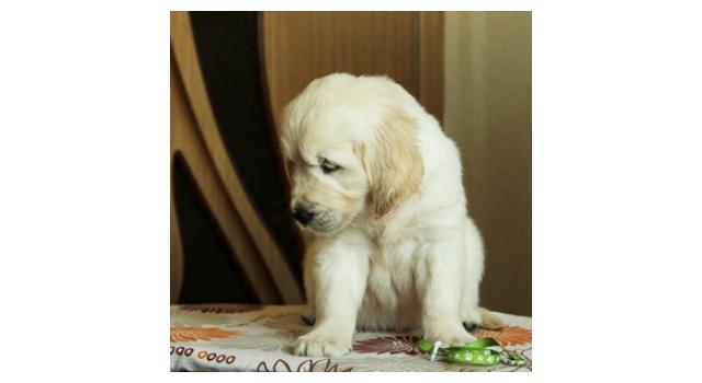 Щенки папийона (папильона) в питомнике Бон Плезир Щенки папийона (папильона) в питомнике Бон Плезир