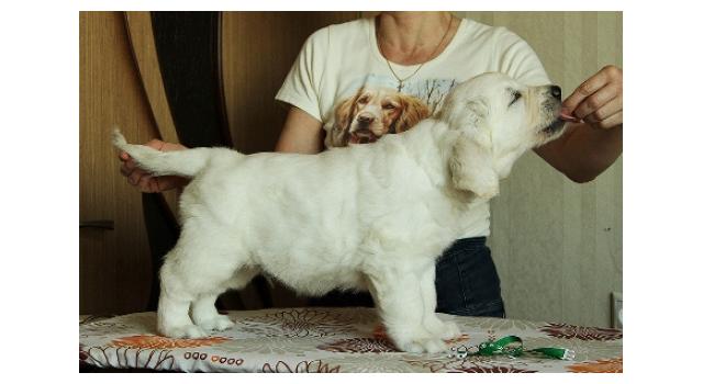 Щенки папийона (папильона) в питомнике Бон Плезир Щенки папийона (папильона) в питомнике Бон Плезир
