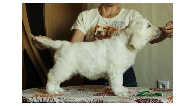 Щенки папийона (папильона) в питомнике Бон Плезир Щенки папийона (папильона) в питомнике Бон Плезир
