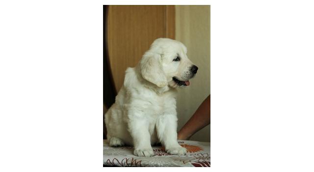 Щенки папийона (папильона) в питомнике Бон Плезир Щенки папийона (папильона) в питомнике Бон Плезир