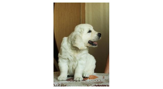 Щенки папийона (папильона) в питомнике Бон Плезир Щенки папийона (папильона) в питомнике Бон Плезир