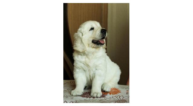 Щенки папийона (папильона) в питомнике Бон Плезир Щенки папийона (папильона) в питомнике Бон Плезир