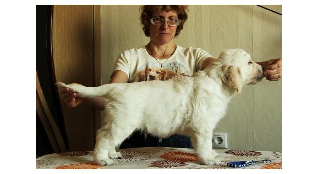 Щенки папийона (папильона) в питомнике Бон Плезир Щенки папийона (папильона) в питомнике Бон Плезир