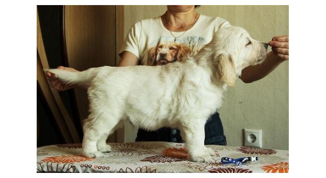 Щенки папийона (папильона) в питомнике Бон Плезир Щенки папийона (папильона) в питомнике Бон Плезир