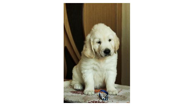 Щенки папийона (папильона) в питомнике Бон Плезир Щенки папийона (папильона) в питомнике Бон Плезир