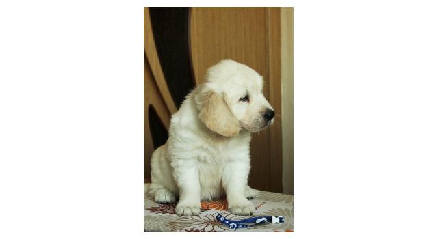 Щенки папийона (папильона) в питомнике Бон Плезир Щенки папийона (папильона) в питомнике Бон Плезир