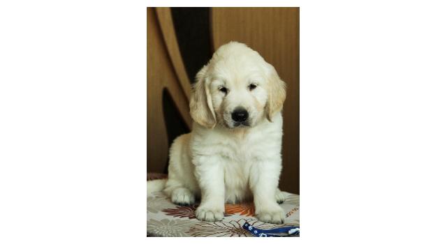 Щенки папийона (папильона) в питомнике Бон Плезир Щенки папийона (папильона) в питомнике Бон Плезир