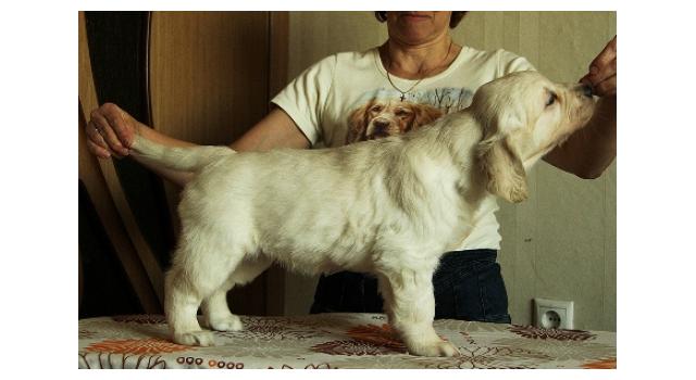 Щенки папийона (папильона) в питомнике Бон Плезир Щенки папийона (папильона) в питомнике Бон Плезир