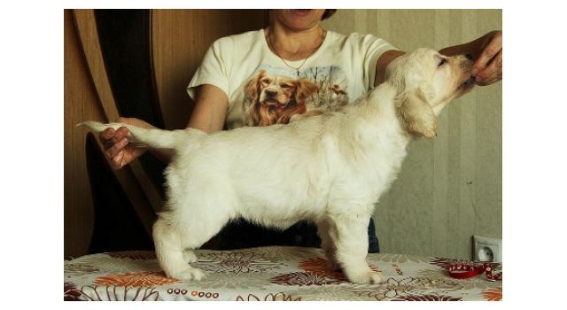 Щенки папийона (папильона) в питомнике Бон Плезир Щенки папийона (папильона) в питомнике Бон Плезир