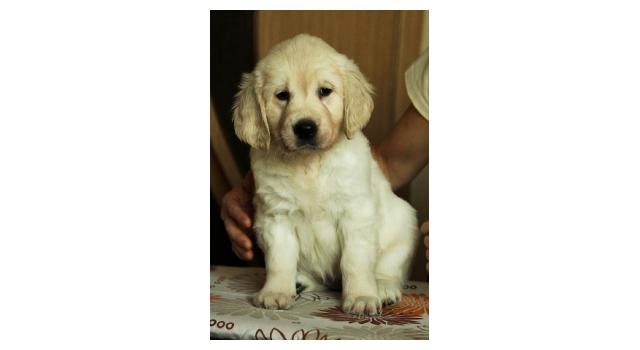 Щенки папийона (папильона) в питомнике Бон Плезир Щенки папийона (папильона) в питомнике Бон Плезир