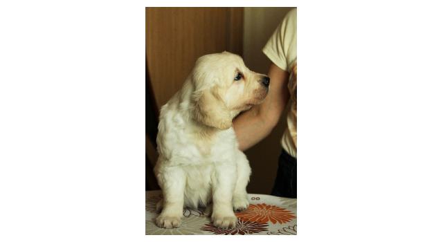 Щенки папийона (папильона) в питомнике Бон Плезир Щенки папийона (папильона) в питомнике Бон Плезир