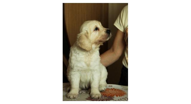 Щенки папийона (папильона) в питомнике Бон Плезир Щенки папийона (папильона) в питомнике Бон Плезир