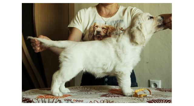 Щенки папийона (папильона) в питомнике Бон Плезир Щенки папийона (папильона) в питомнике Бон Плезир