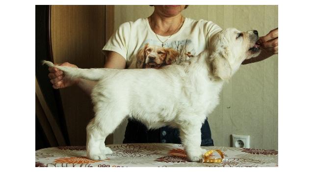 Щенки папийона (папильона) в питомнике Бон Плезир Щенки папийона (папильона) в питомнике Бон Плезир