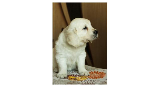 Щенки папийона (папильона) в питомнике Бон Плезир Щенки папийона (папильона) в питомнике Бон Плезир