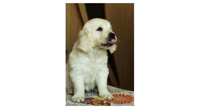 Щенки папийона (папильона) в питомнике Бон Плезир Щенки папийона (папильона) в питомнике Бон Плезир