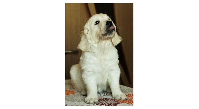 Щенки папийона (папильона) в питомнике Бон Плезир Щенки папийона (папильона) в питомнике Бон Плезир