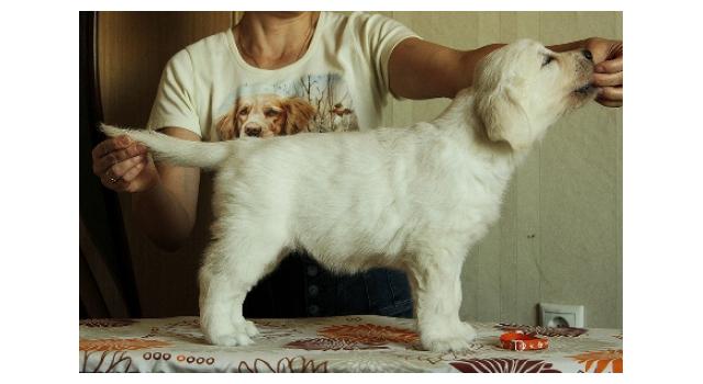 Щенки папийона (папильона) в питомнике Бон Плезир Щенки папийона (папильона) в питомнике Бон Плезир