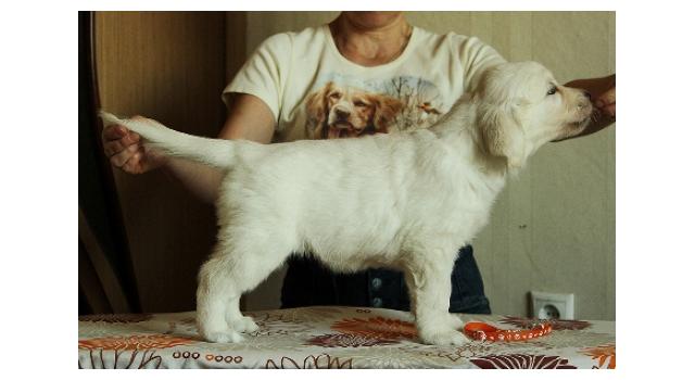 Щенки папийона (папильона) в питомнике Бон Плезир Щенки папийона (папильона) в питомнике Бон Плезир