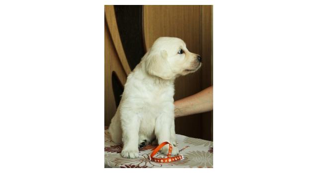 Щенки папийона (папильона) в питомнике Бон Плезир Щенки папийона (папильона) в питомнике Бон Плезир