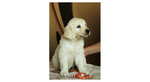 Щенки папийона (папильона) в питомнике Бон Плезир Щенки папийона (папильона) в питомнике Бон Плезир