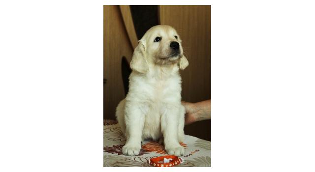 Щенки папийона (папильона) в питомнике Бон Плезир Щенки папийона (папильона) в питомнике Бон Плезир