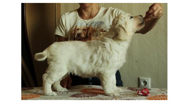 Щенки папийона (папильона) в питомнике Бон Плезир Щенки папийона (папильона) в питомнике Бон Плезир