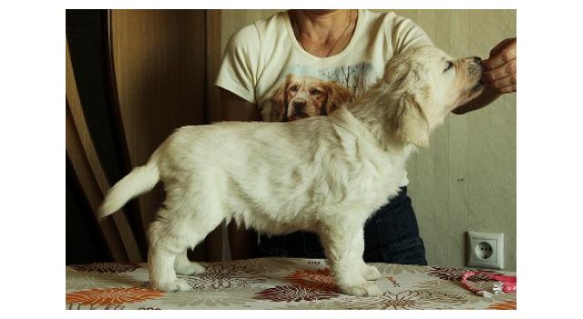 Щенки папийона (папильона) в питомнике Бон Плезир Щенки папийона (папильона) в питомнике Бон Плезир