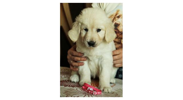 Щенки папийона (папильона) в питомнике Бон Плезир Щенки папийона (папильона) в питомнике Бон Плезир