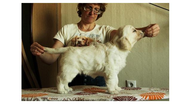 Щенки папийона (папильона) в питомнике Бон Плезир Щенки папийона (папильона) в питомнике Бон Плезир