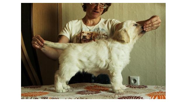 Щенки папийона (папильона) в питомнике Бон Плезир Щенки папийона (папильона) в питомнике Бон Плезир