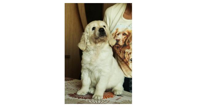 Щенки папийона (папильона) в питомнике Бон Плезир Щенки папийона (папильона) в питомнике Бон Плезир