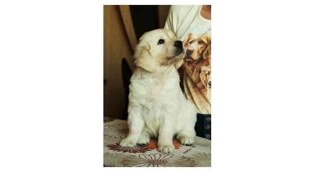 Щенки папийона (папильона) в питомнике Бон Плезир Щенки папийона (папильона) в питомнике Бон Плезир