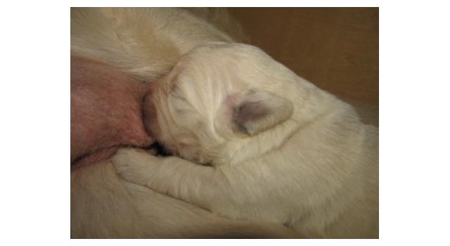 Щенки папийона (папильона) в питомнике Бон Плезир Щенки папийона (папильона) в питомнике Бон Плезир