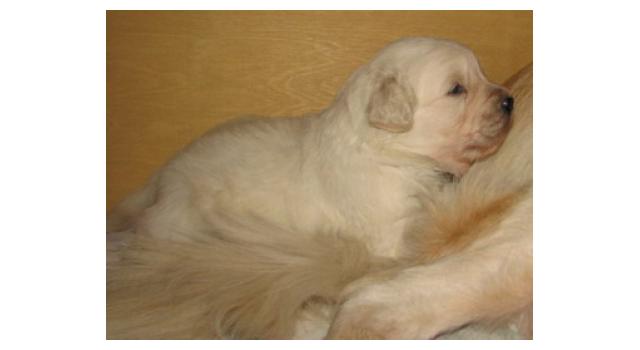 Щенки папийона (папильона) в питомнике Бон Плезир Щенки папийона (папильона) в питомнике Бон Плезир